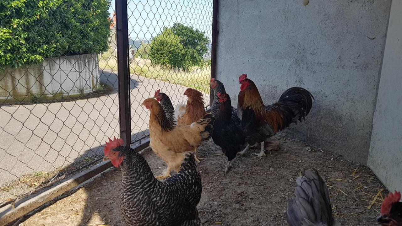 Apartma Panorama Marezige Zewnętrze zdjęcie